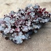 HEUCHERA 12 CM BERRY MARMALADE